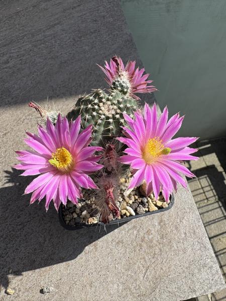 Echinocereus pulchellus weinbergii